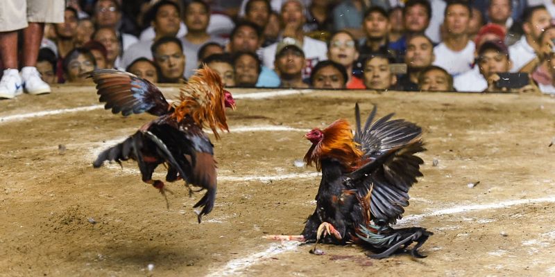 Hướng dẫn chơi đá gà