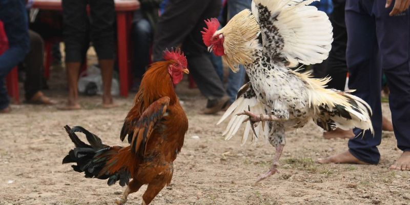 Cách chọn kèo đá gà 