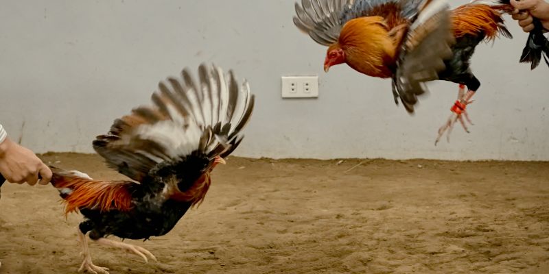 mẹo chơi và kinh nghiệm đá gà 